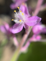 Thyrsanthemum floribundum