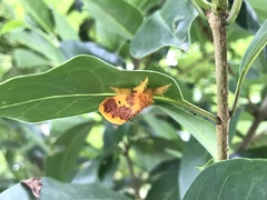 Euproctis staudingeri