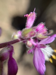 Thyrsanthemum floribundum