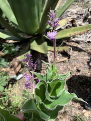 Thyrsanthemum floribundum