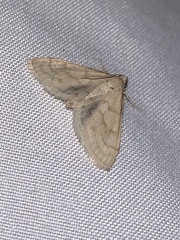 Paracorsia repandalis