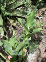 Thyrsanthemum floribundum