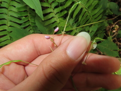 Hylodesmum nudiflorum