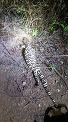 Heloderma exasperatum