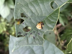 Laccoptera nepalensis