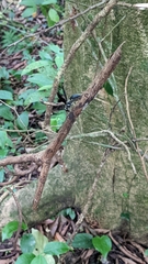 Synoeca septentrionalis