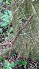 Synoeca septentrionalis