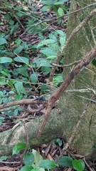 Synoeca septentrionalis