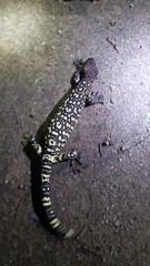 Heloderma exasperatum