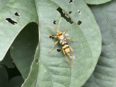 Chlorophorus quinquefasciatus
