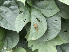 Chlorophorus quinquefasciatus