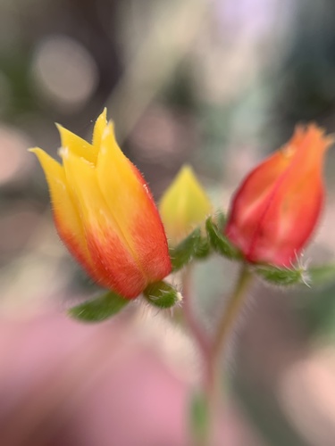 Mexican Fire Cracker (Echeveria setosa)