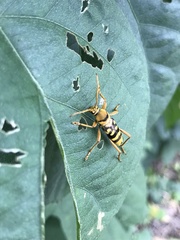Chlorophorus quinquefasciatus