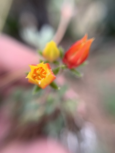 Echeveria setosa