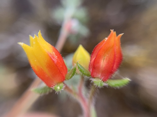 Echeveria setosa