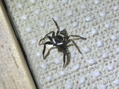 Hasarius adansoni