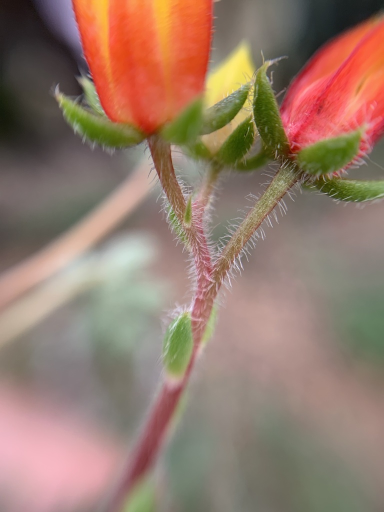 Foto de Echeveria peluda