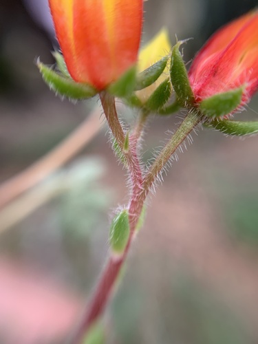 Echeveria setosa
