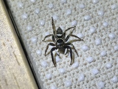 Hasarius adansoni
