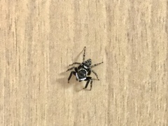 Hasarius adansoni