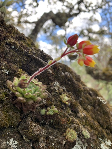 Foto de Echeveria peluda