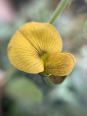 Crotalaria mollicula
