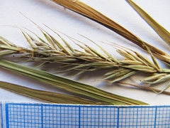 Elymus pendulinus
