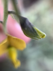 Crotalaria mollicula