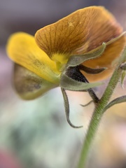 Crotalaria mollicula