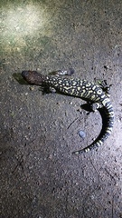 Heloderma exasperatum