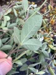 Crotalaria mollicula