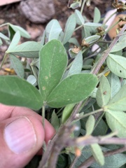 Crotalaria mollicula