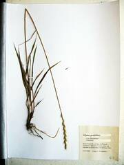 Elymus pendulinus