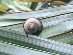Euhadra subnimbosa