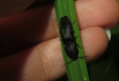 Megapenthes limbalis