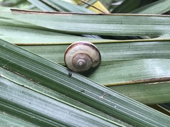 Euhadra subnimbosa