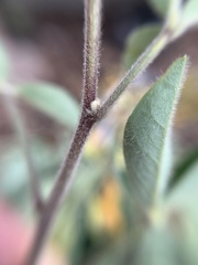 Crotalaria mollicula