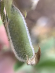 Crotalaria mollicula