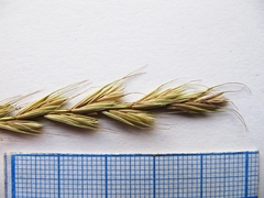 Elymus pendulinus