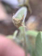Crotalaria mollicula