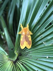 Euproctis staudingeri