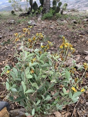 Crotalaria mollicula