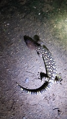 Heloderma exasperatum