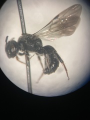 Protandrena passiflorae