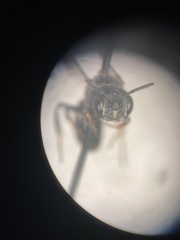 Protandrena passiflorae