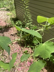 Protandrena passiflorae