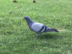 Columba livia domestica