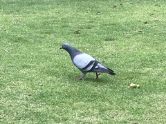 Columba livia domestica