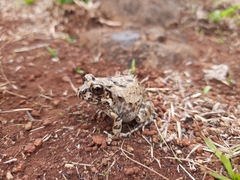 Sphaerotheca maskeyi