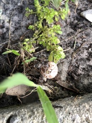 Chlorophyllum molybdites image